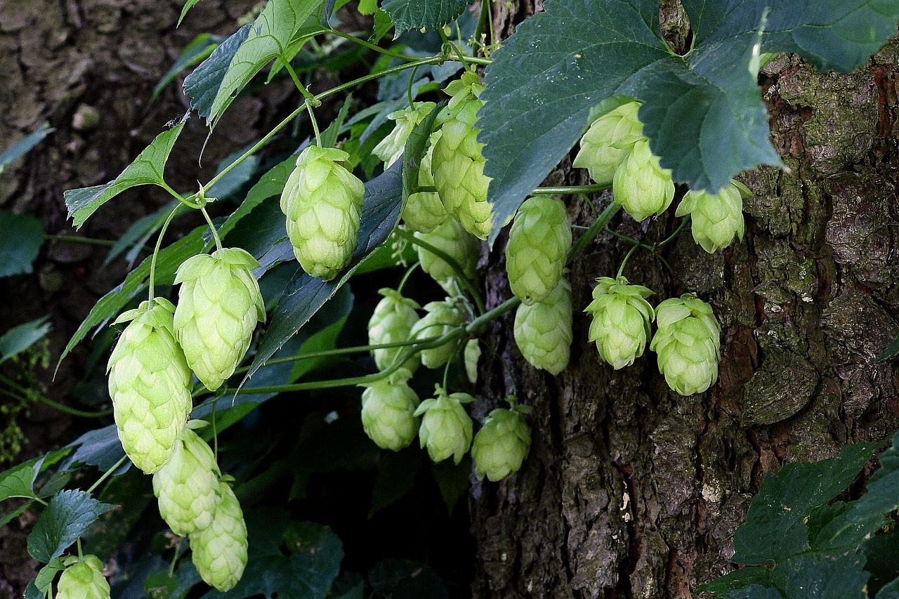 Green hop cones growing on a vine against a tree trunk